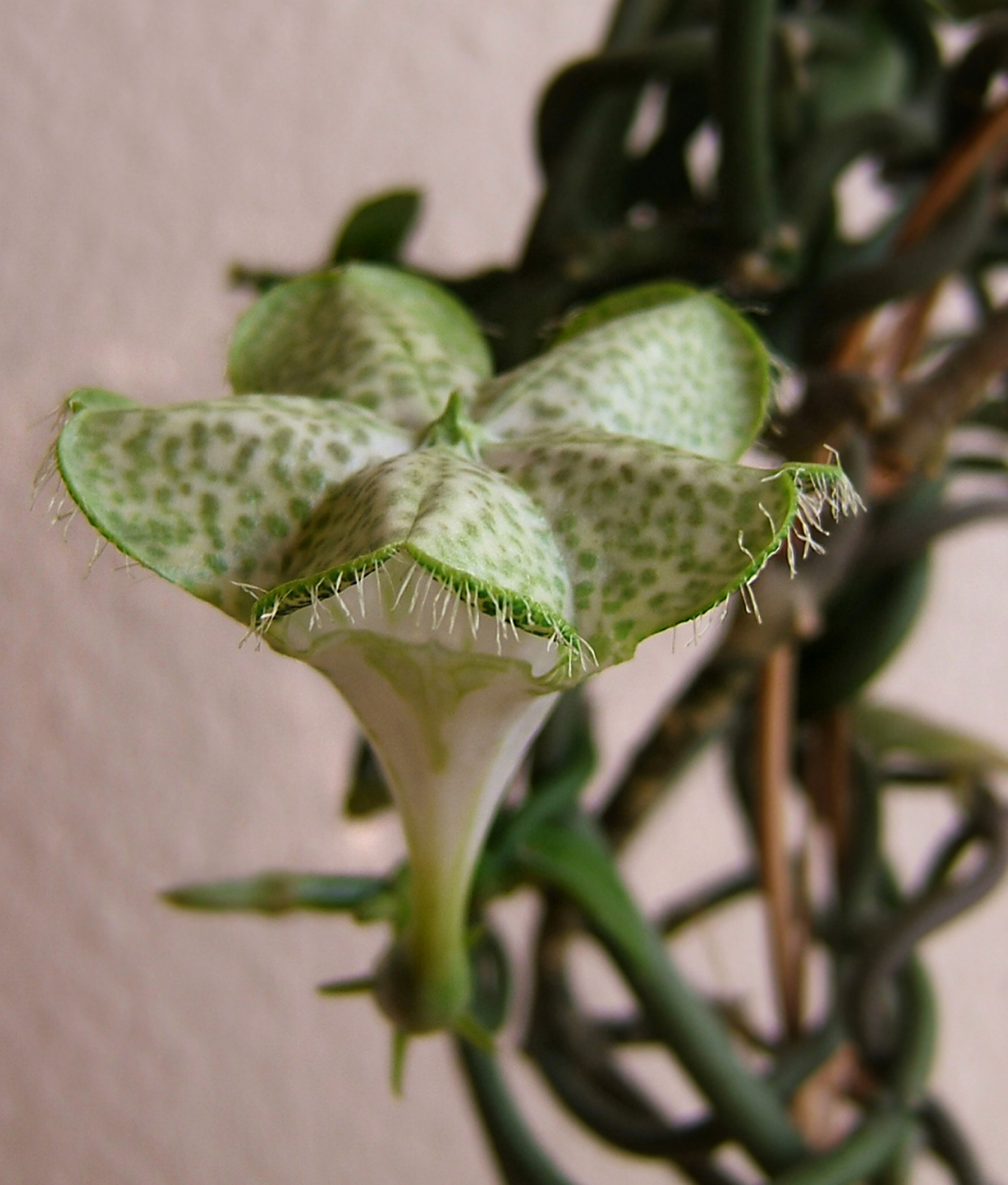 Ceropegia sandersonii