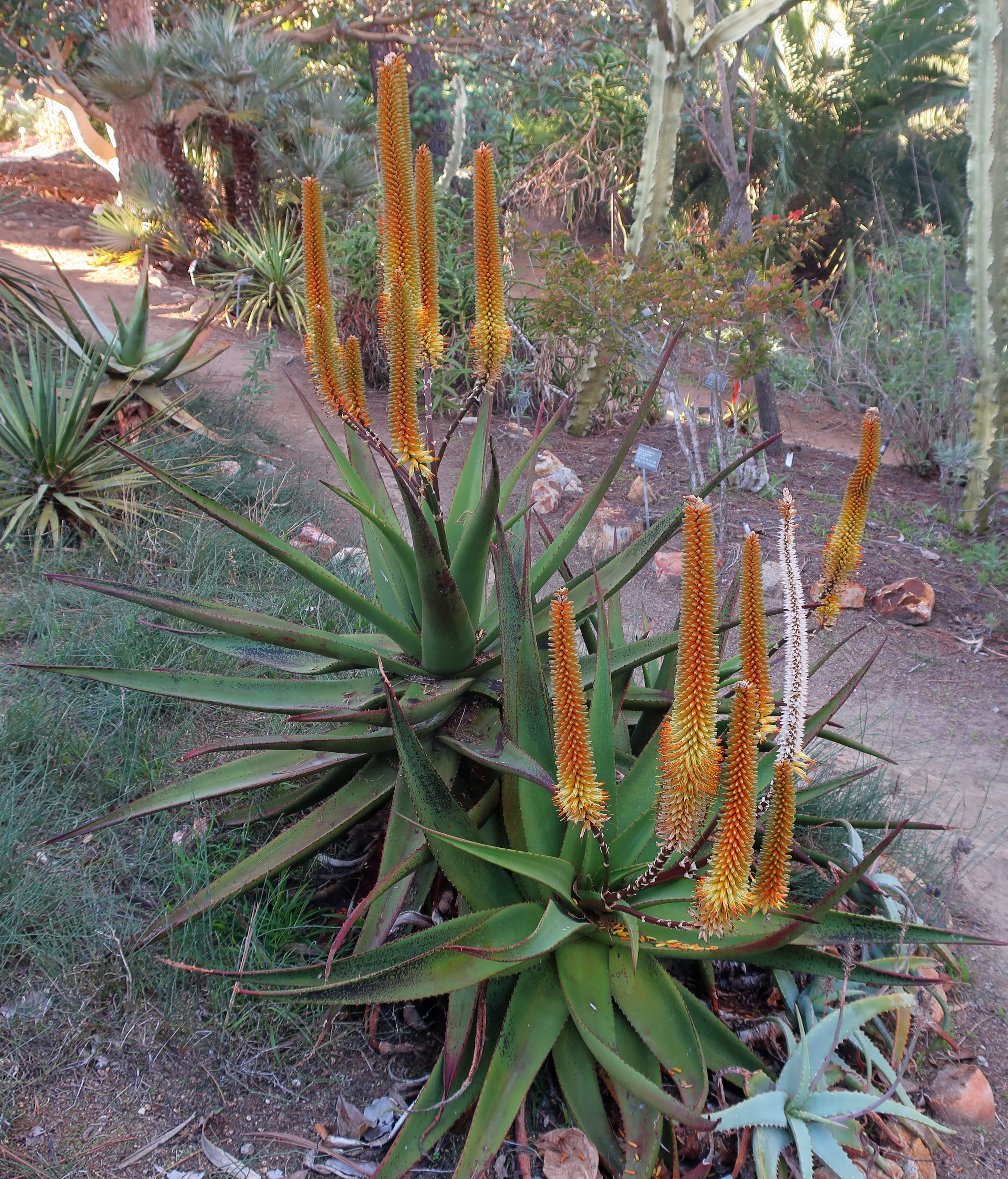 Aloe africana