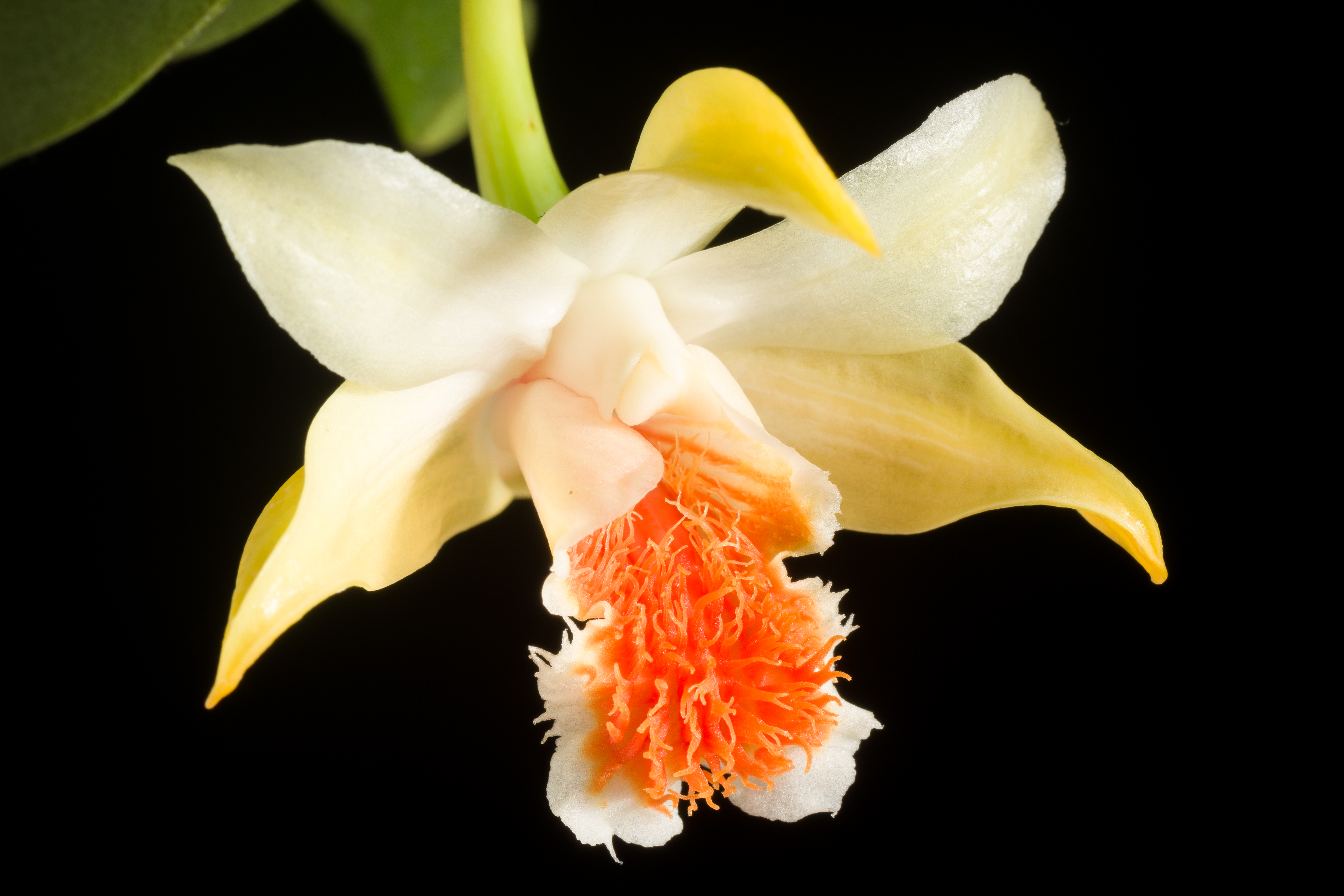 Dendrobium cariniferum