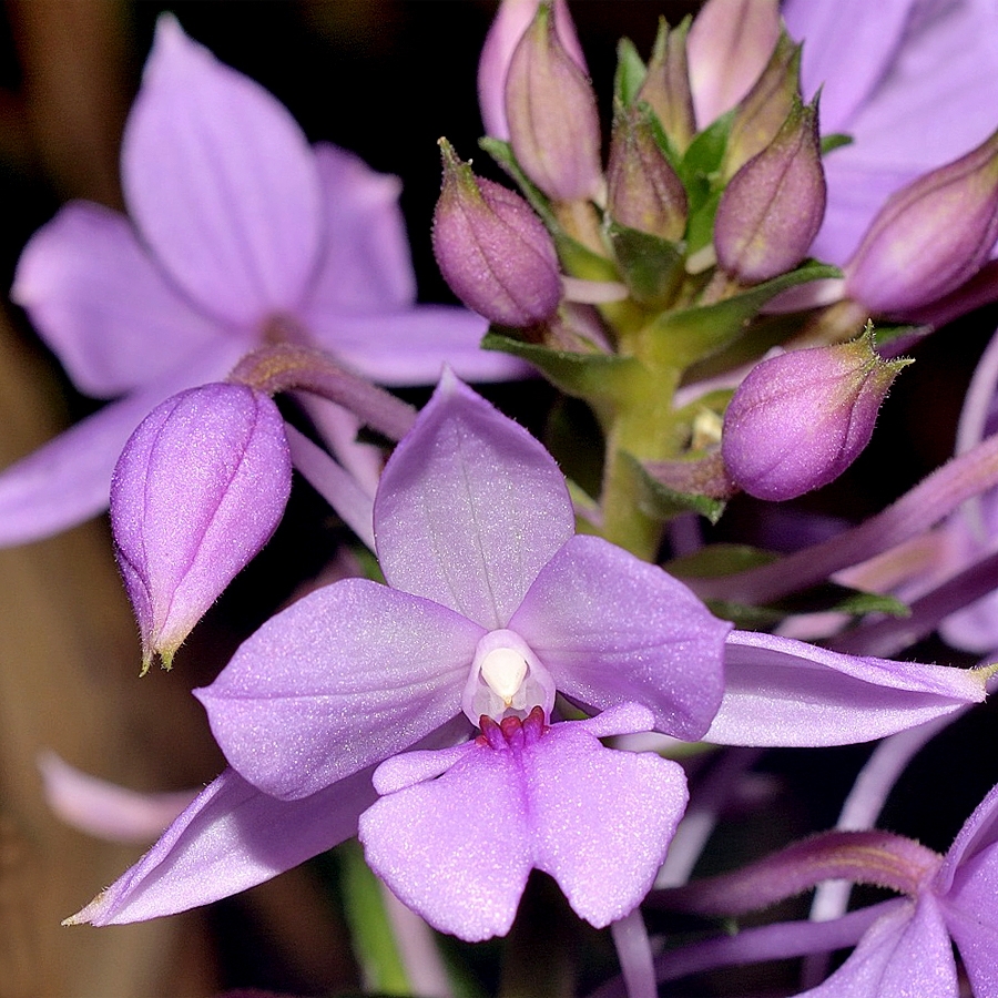 Calanthe sylvatica