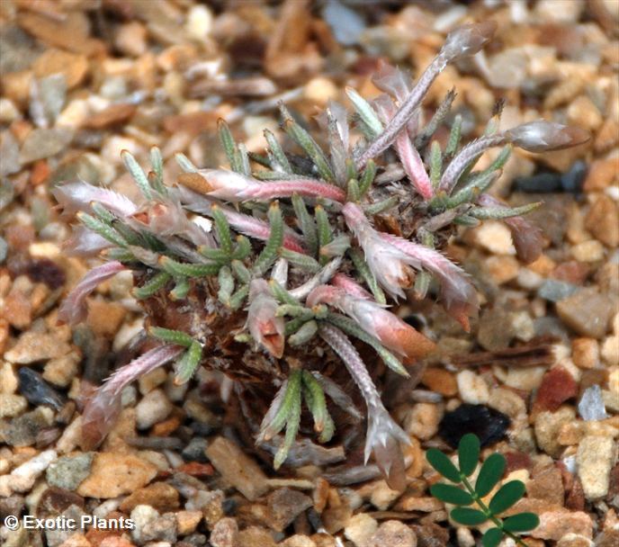 Anacampseros quinaria