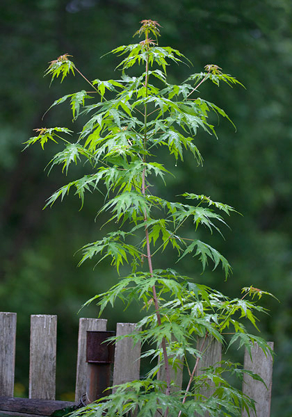 Acer saccharum