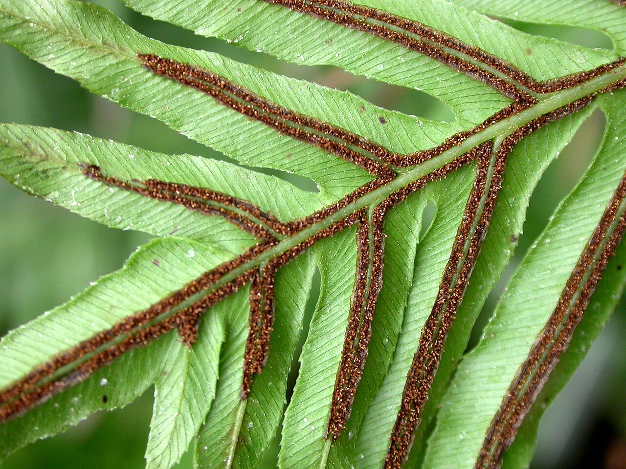 Blechnum brasiliense