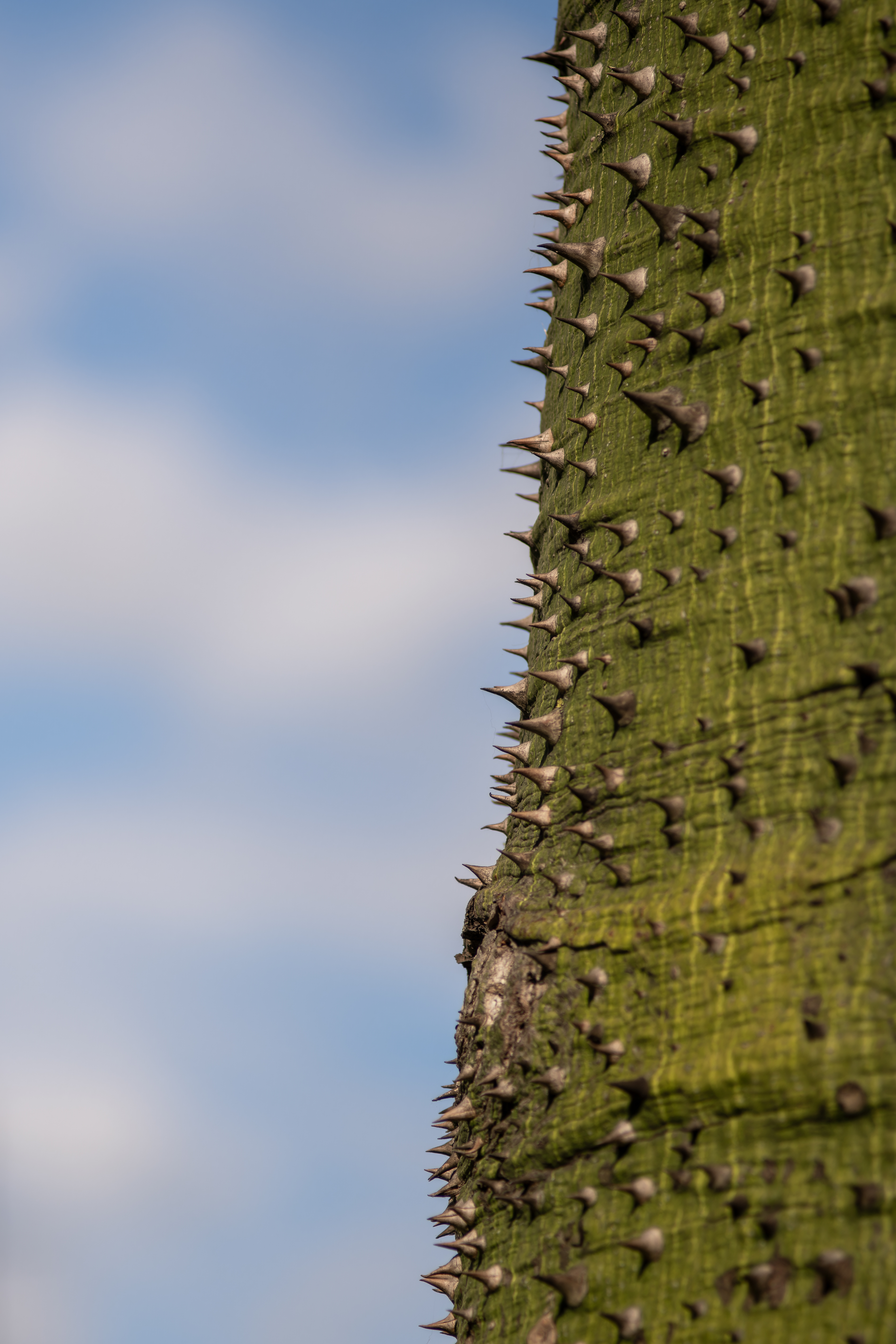 Ceiba Speciosa