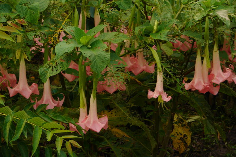 Brugmansia Ecuador Pink