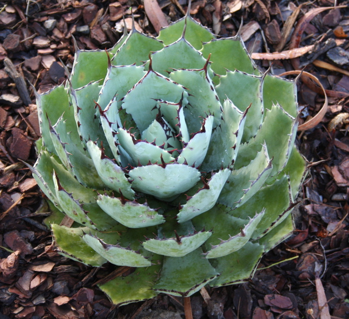 Agave potatorum
