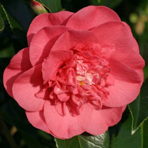 Camellia japonica salomon Samen