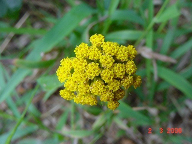Athanasia dentata