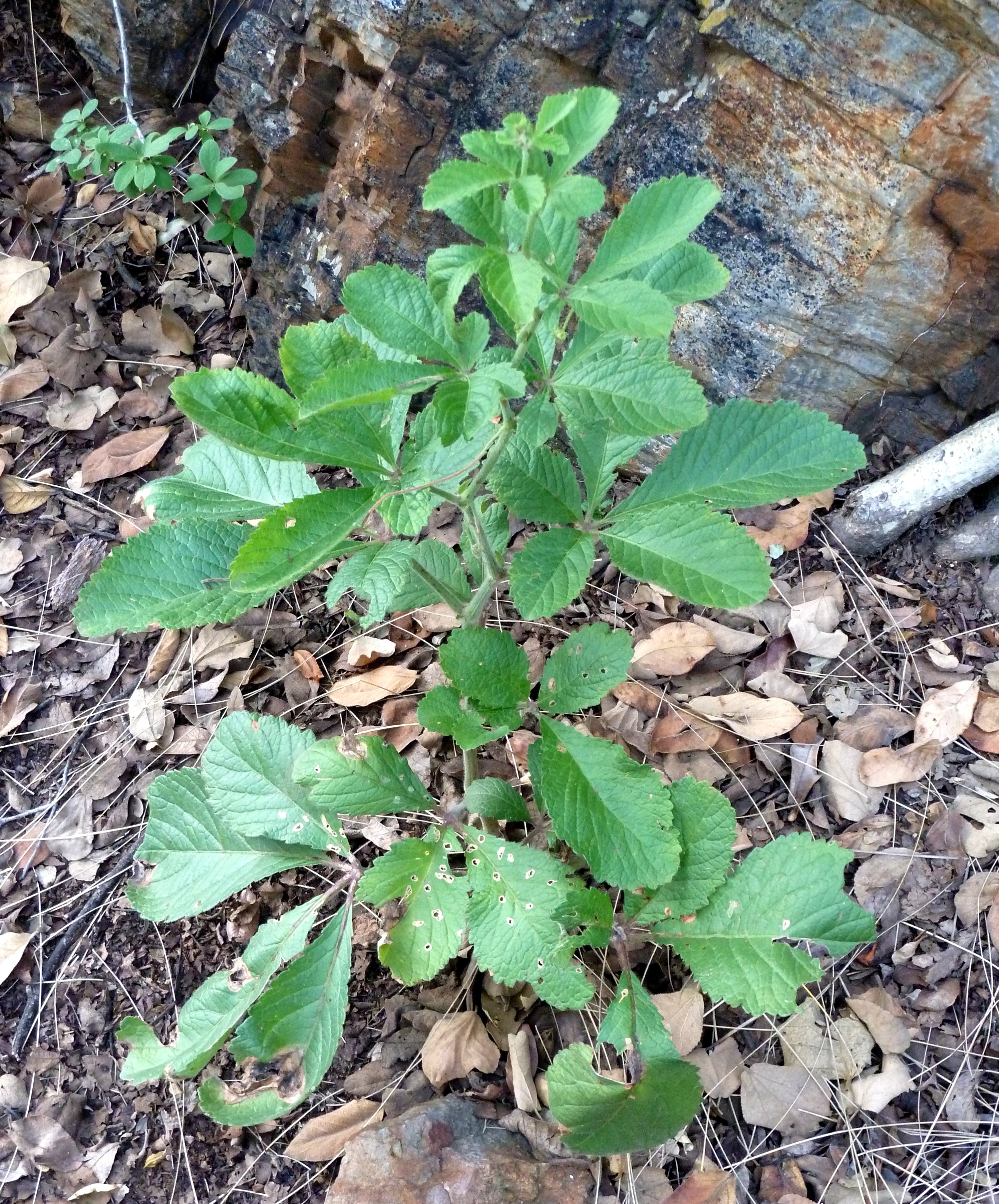 Cyphostemma cirrhosum