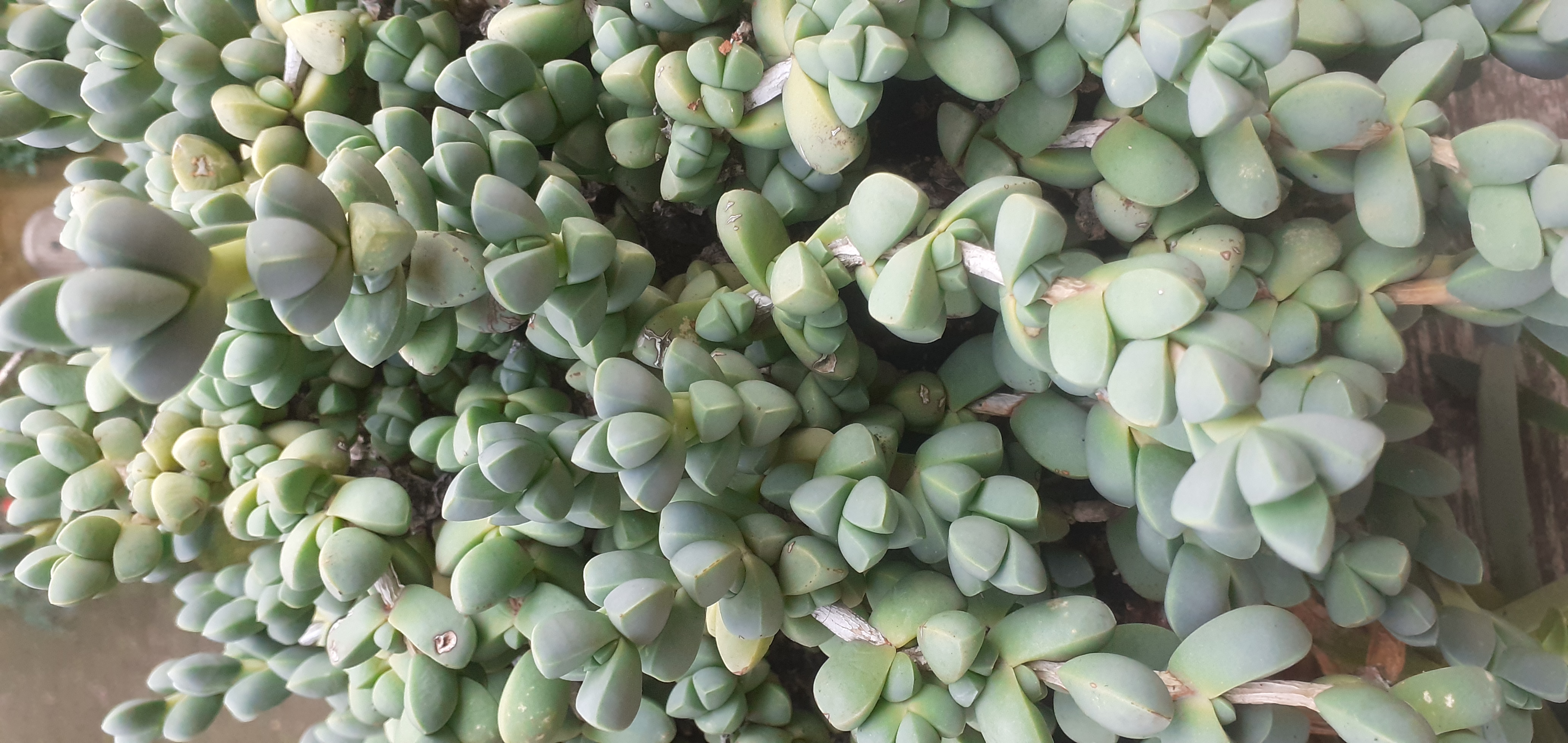 Corpuscularia lehmannii