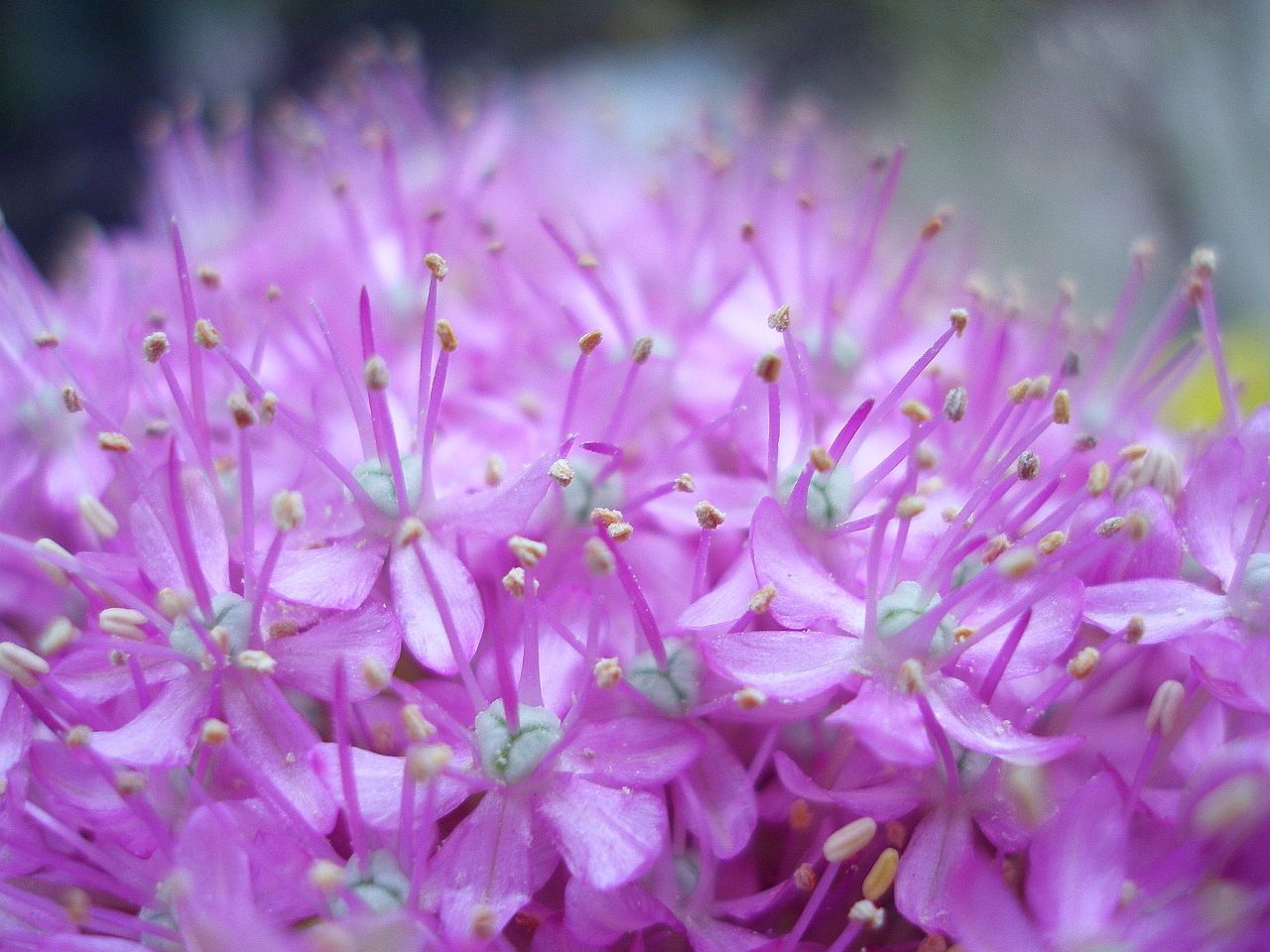 Allium giganteum