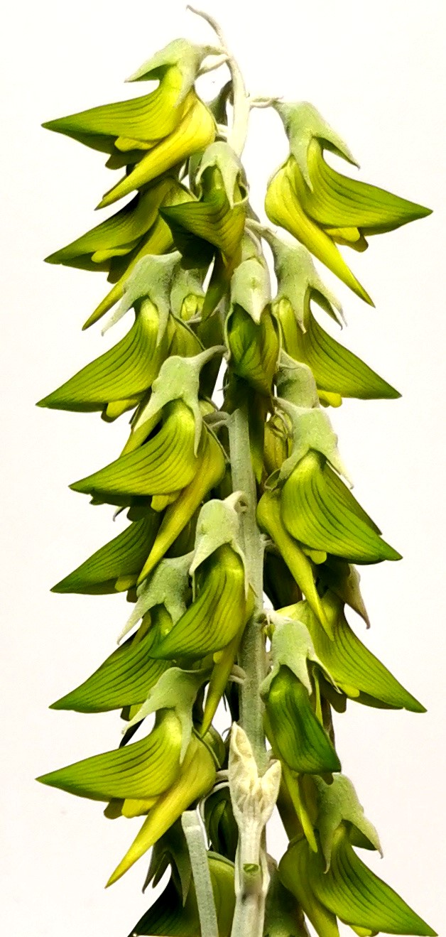 Crotalaria cunninghamii