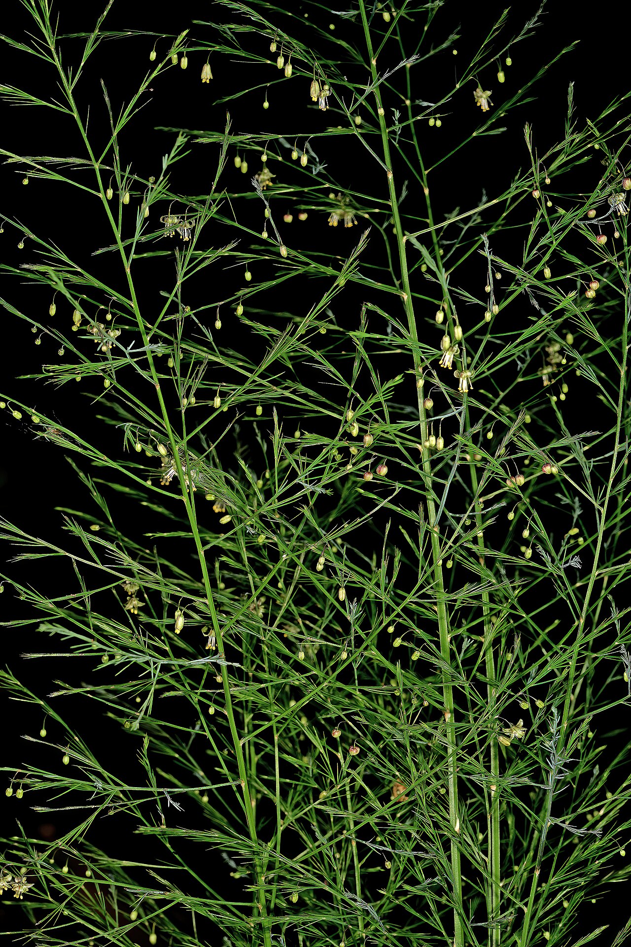 Asparagus virgatus