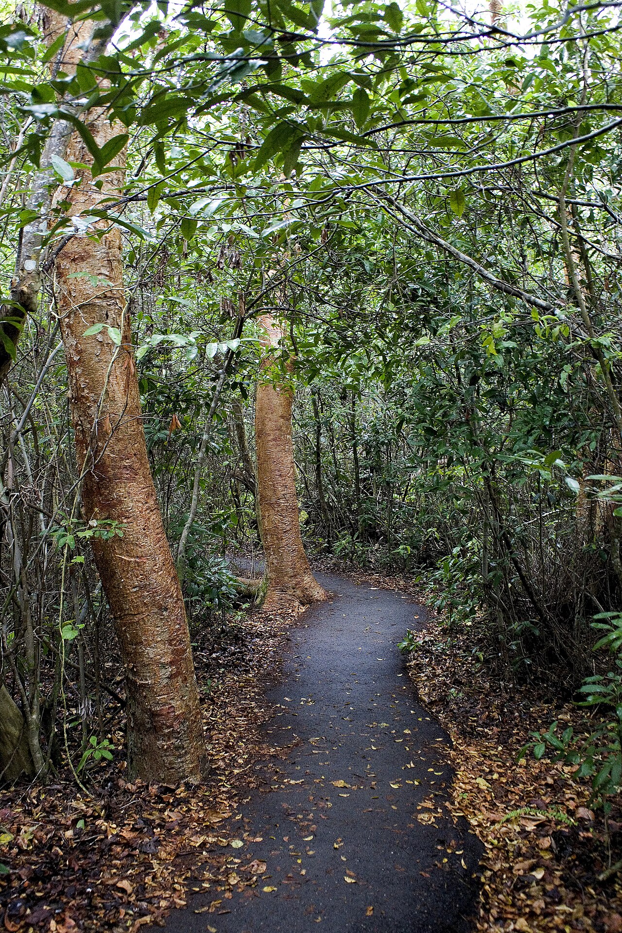 Bursera simaruba
