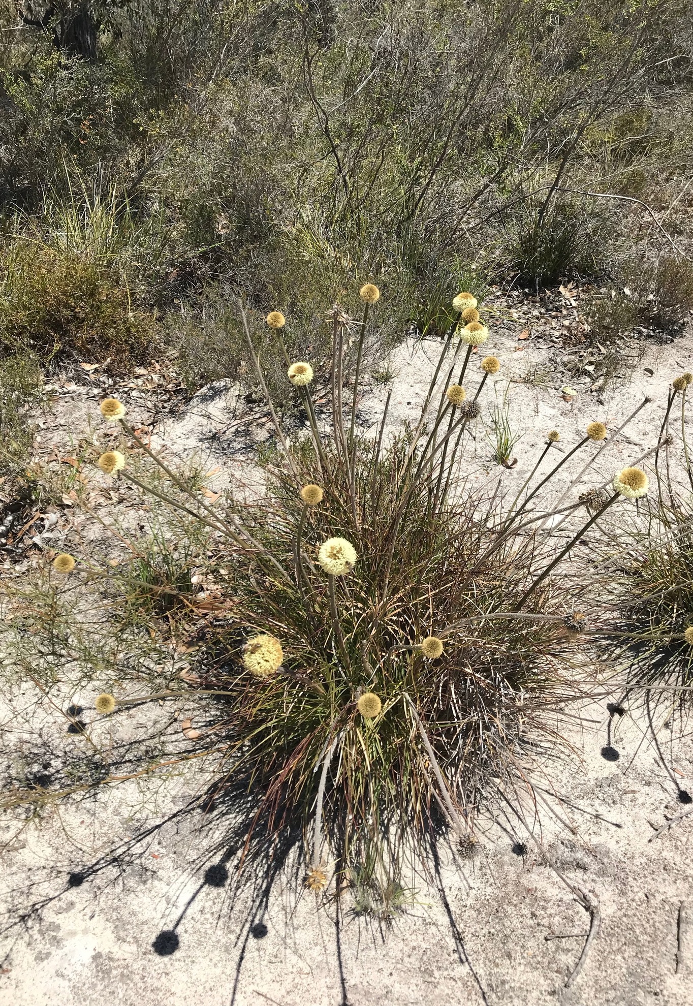 Dasypogon bromeliifolius