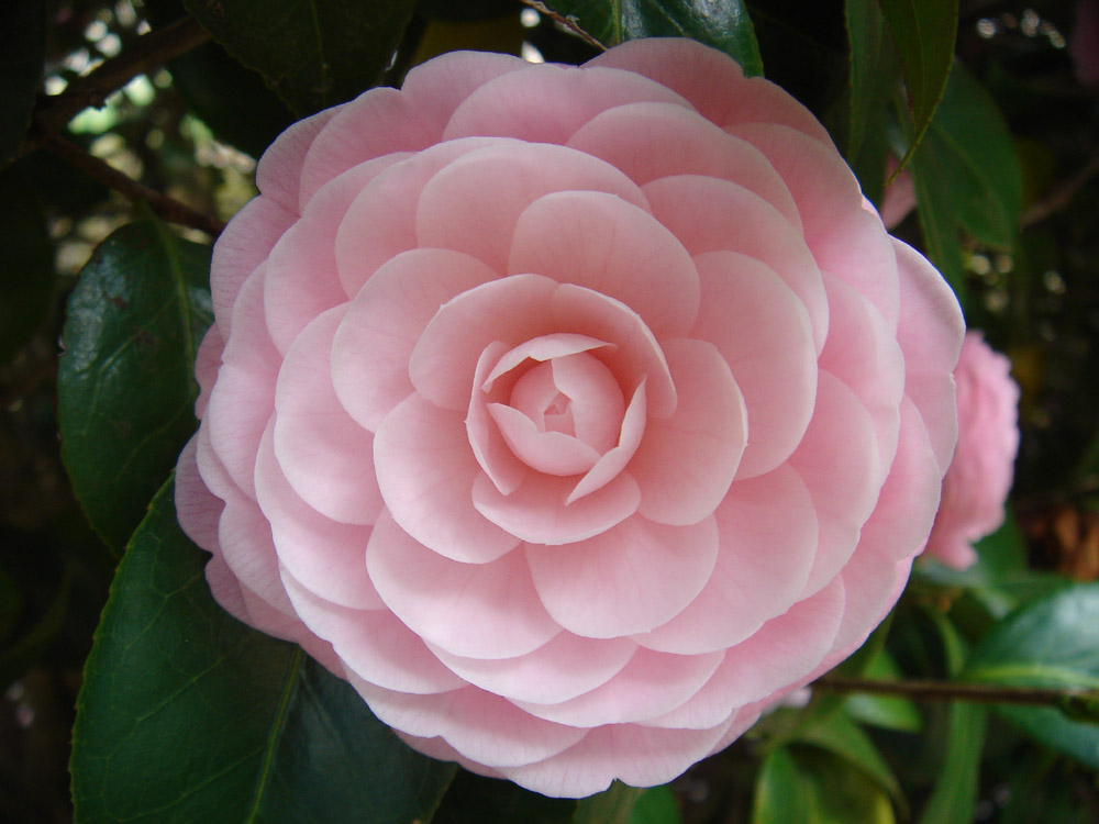 Camellia japonica Pink Perfection