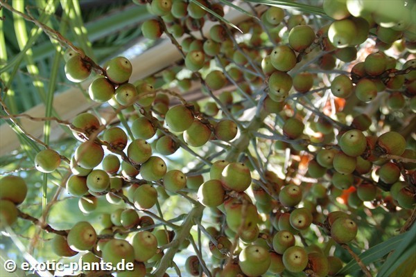 Butia capitata