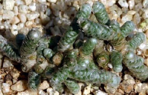 Avonia ustulata