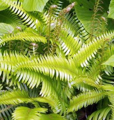 Blechnum stipitatum