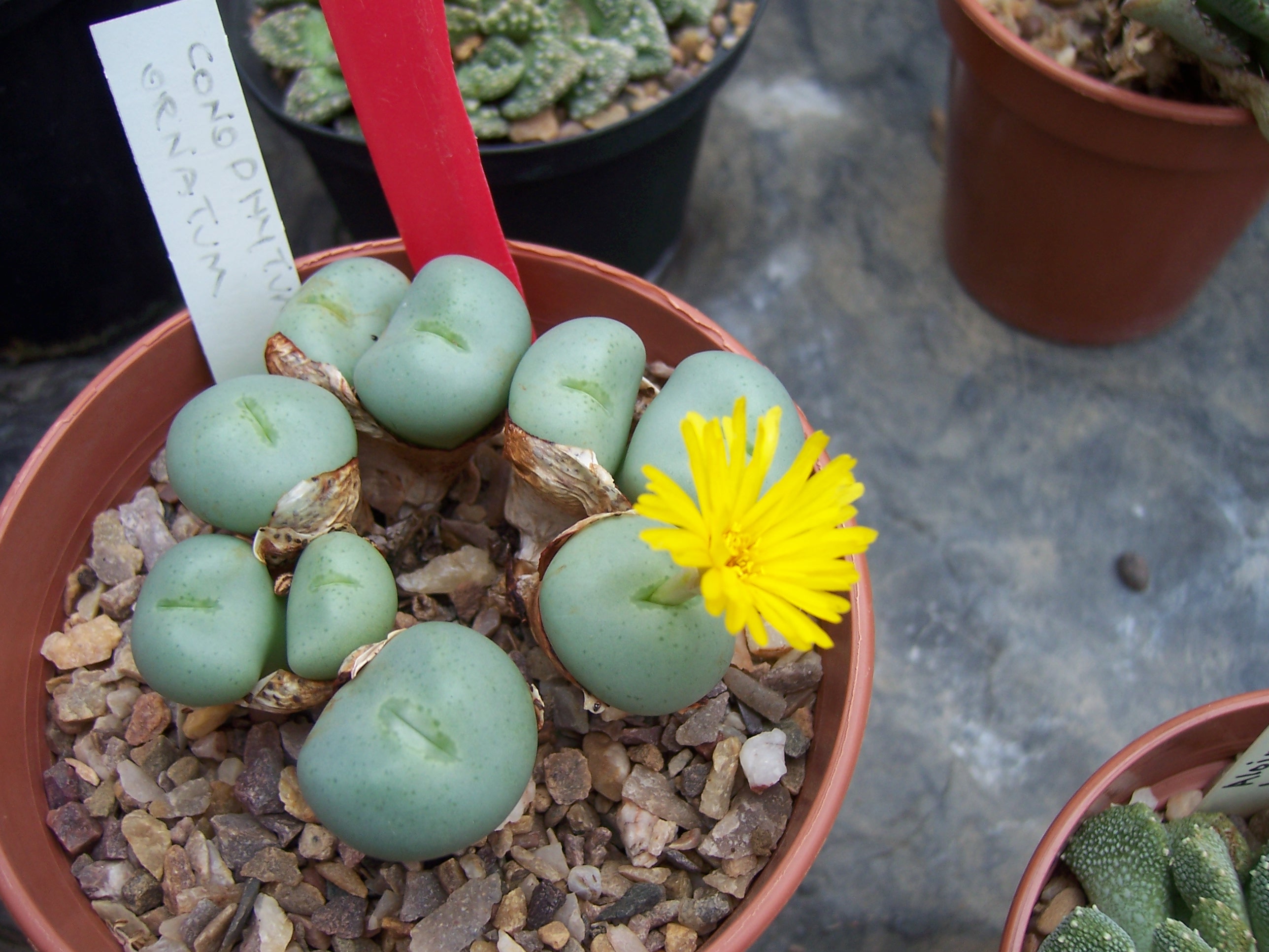 Conophytum ornatum