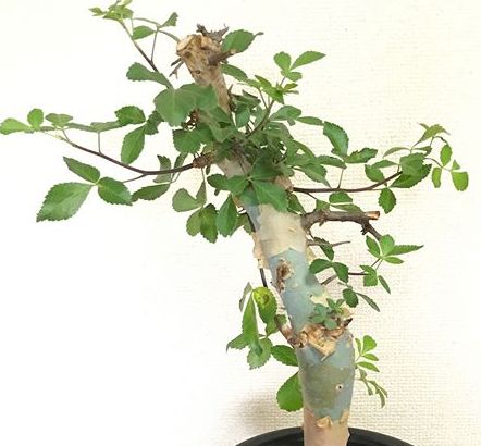 Commiphora holtziana