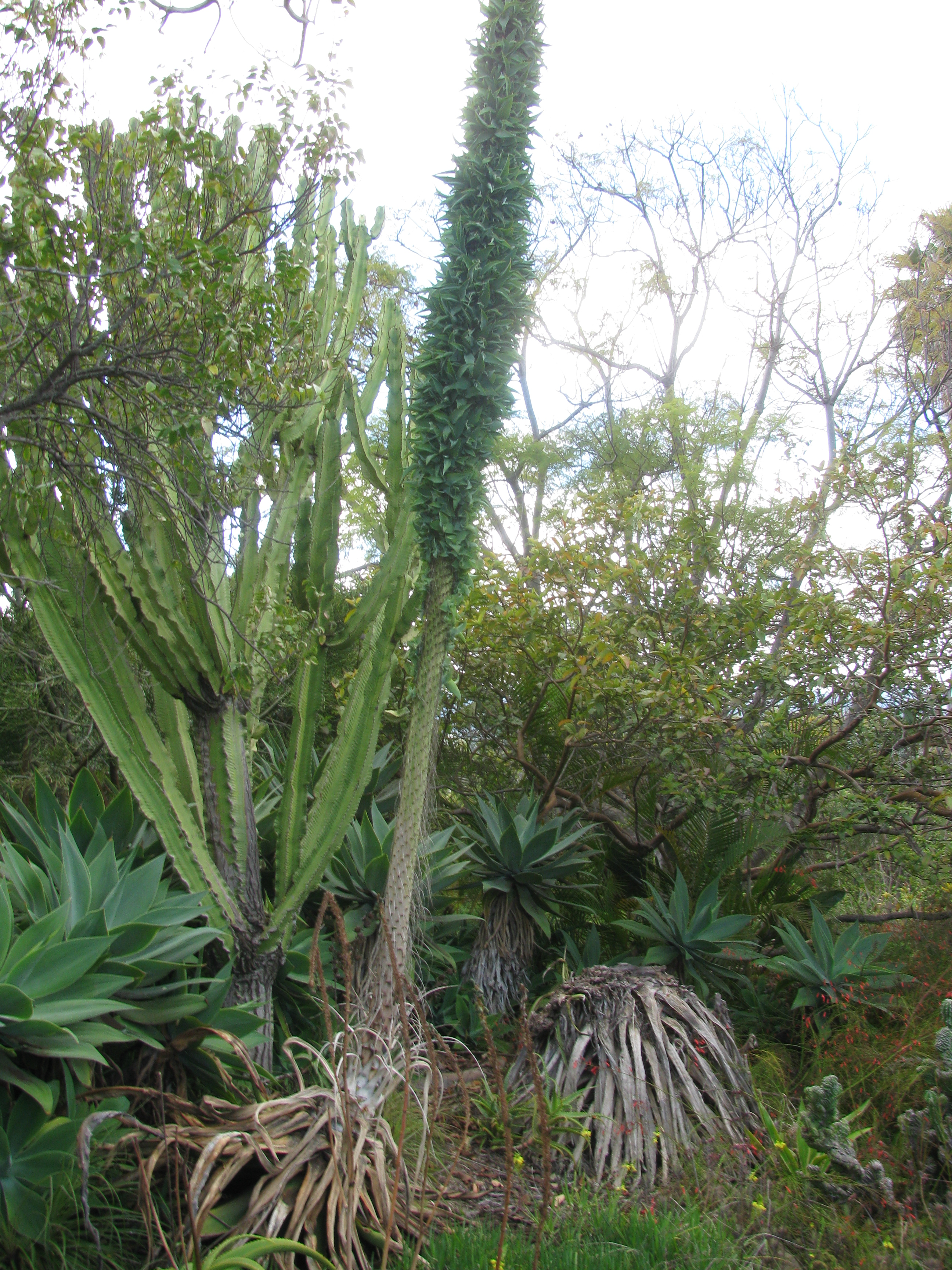 Agave vilmoriniana