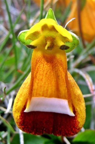 Calceolaria uniflora