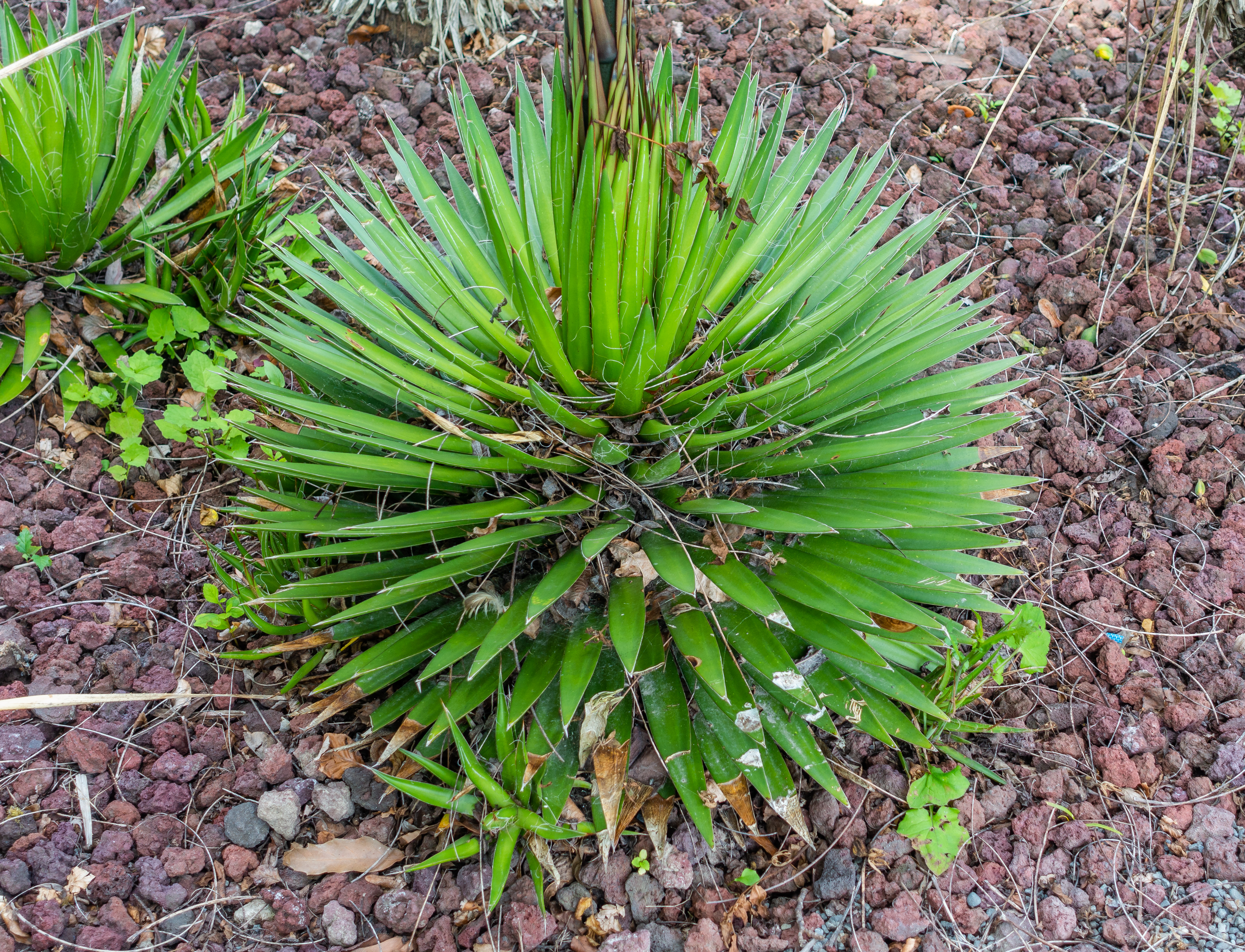 Agave filifera