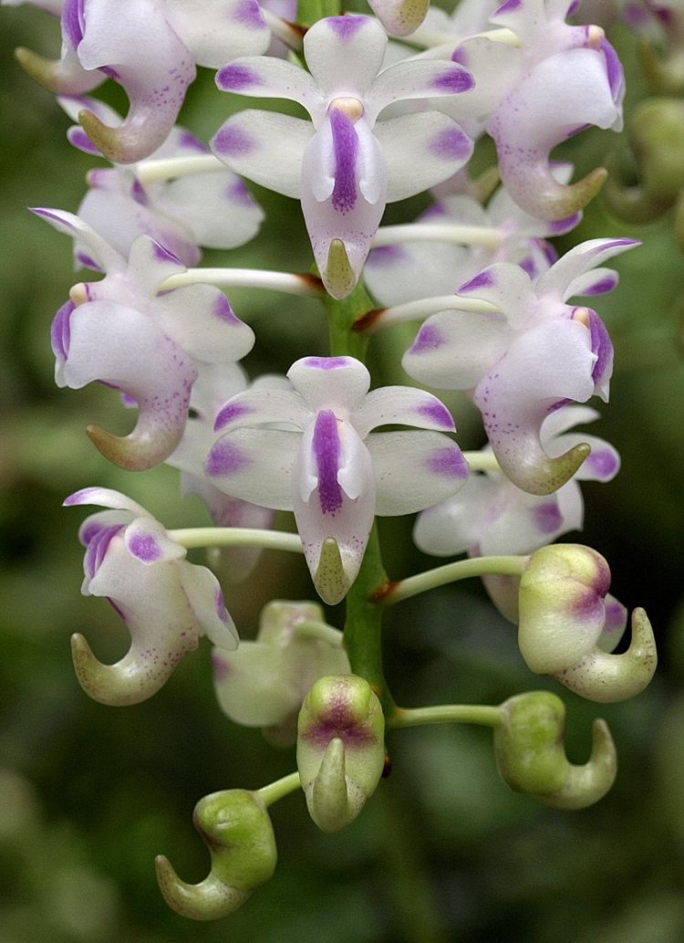 Aerides odorata