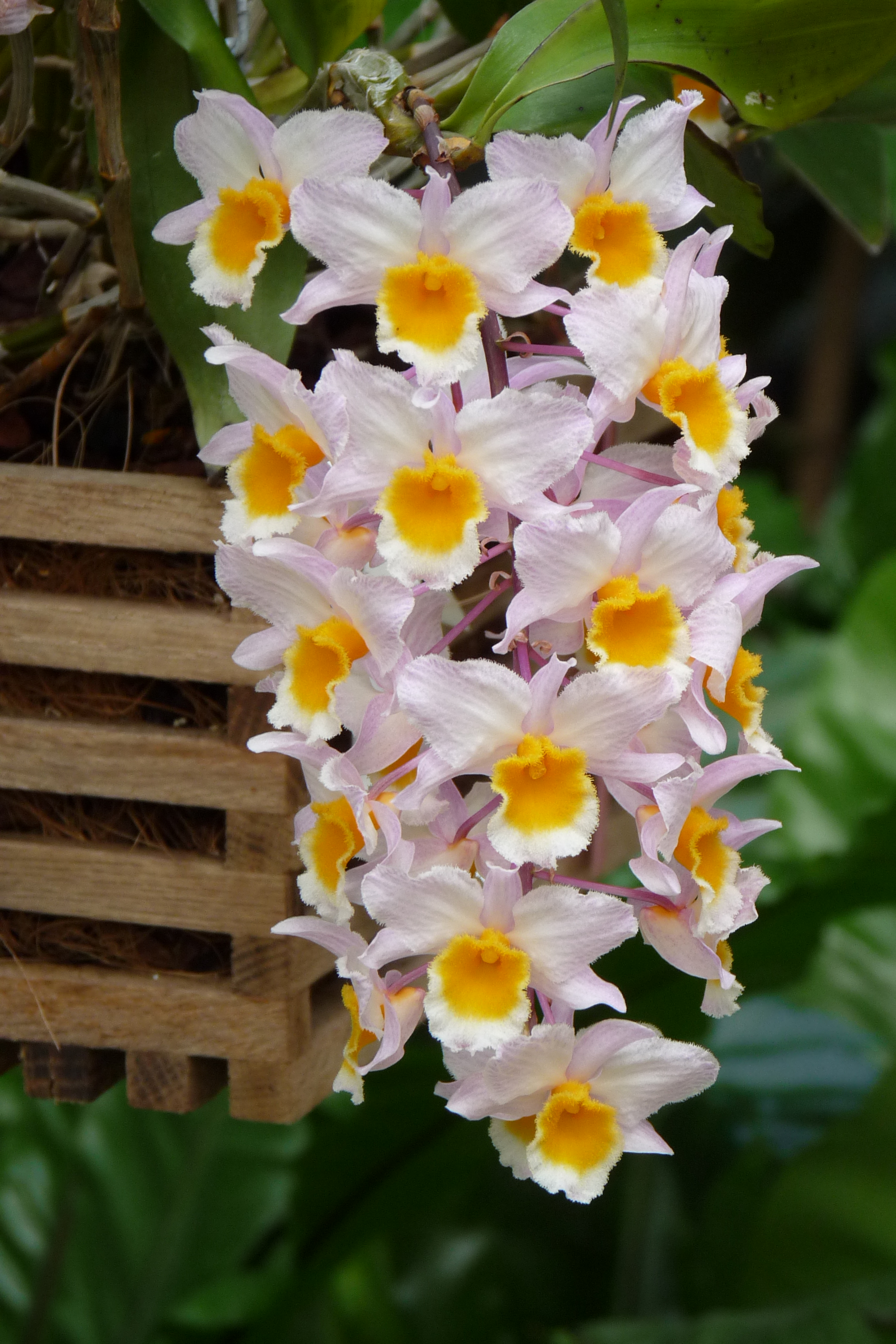 Dendrobium farmeri