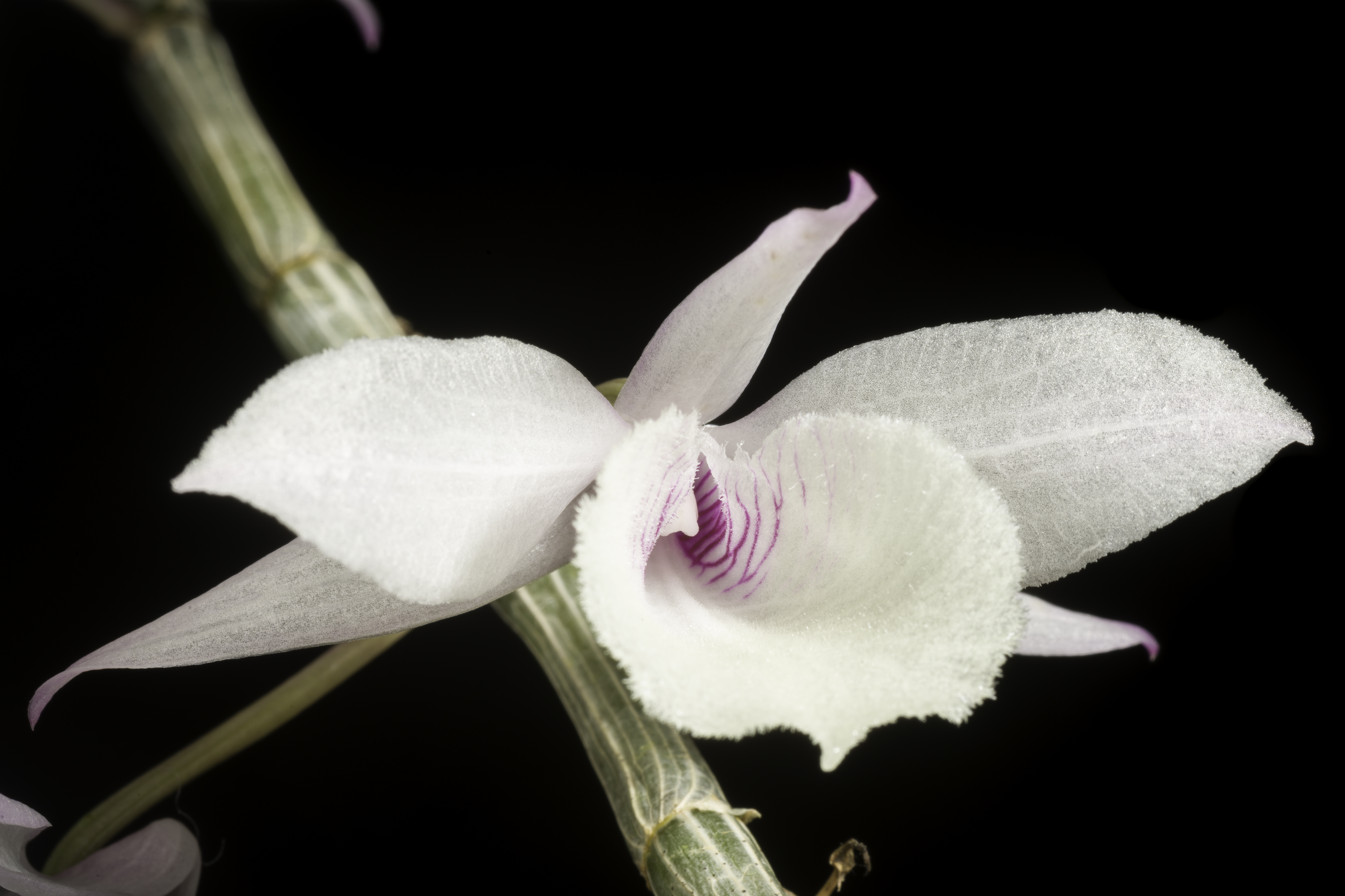 Dendrobium aphyllum