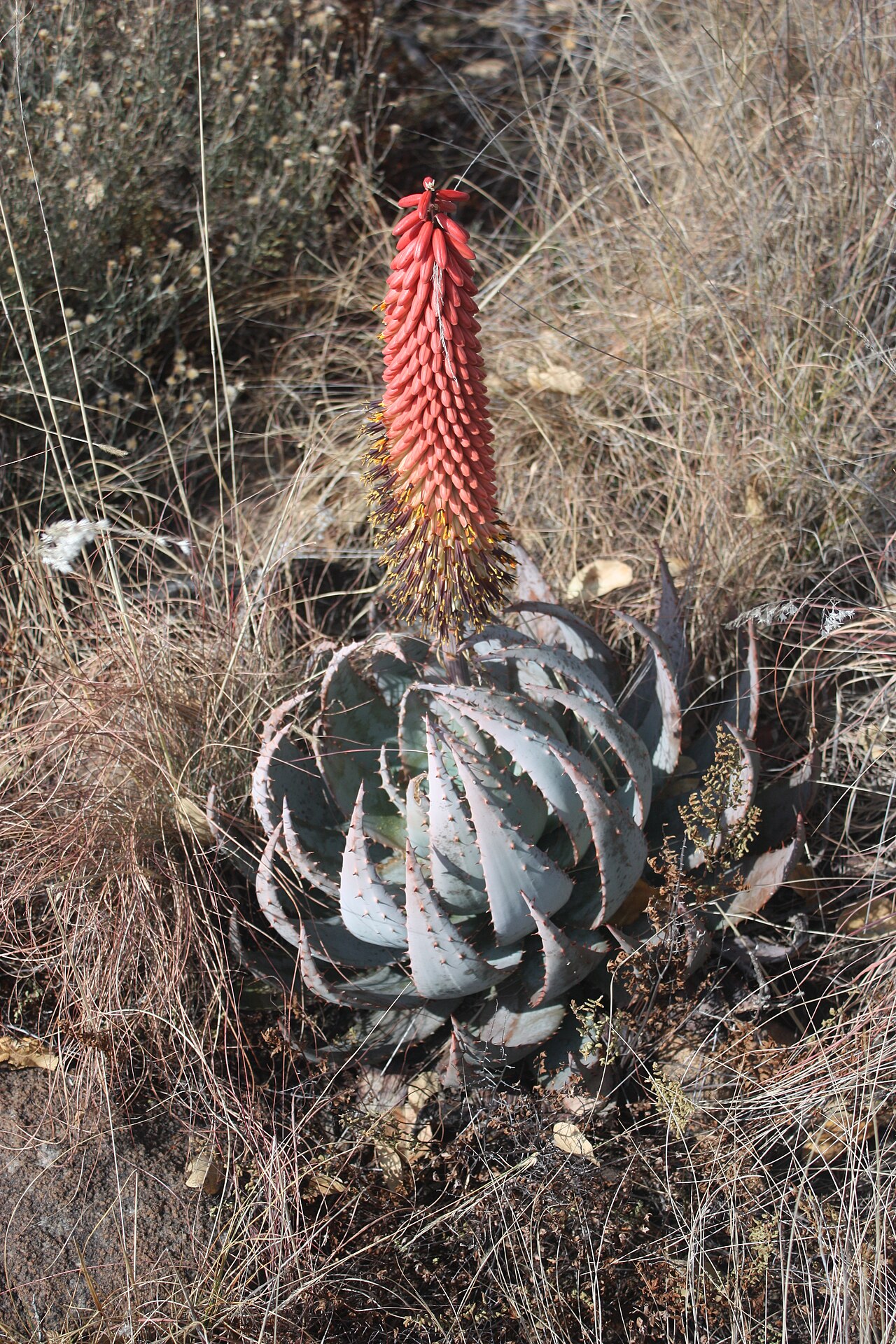 Aloe peglerae