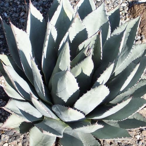 Agave neomexicana