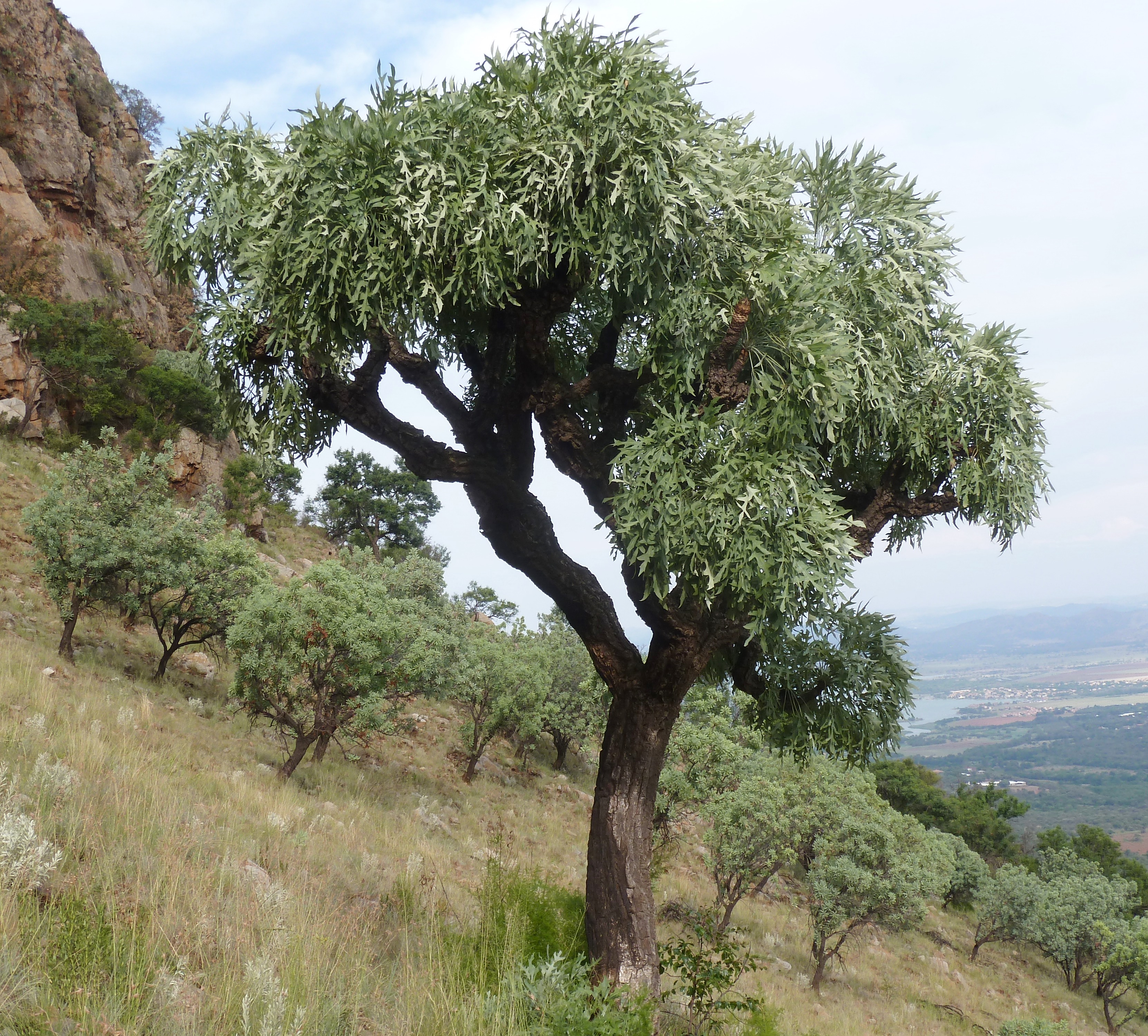 Cussonia paniculata