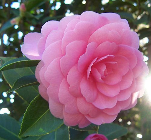 Camellia japonica Pink Perfection