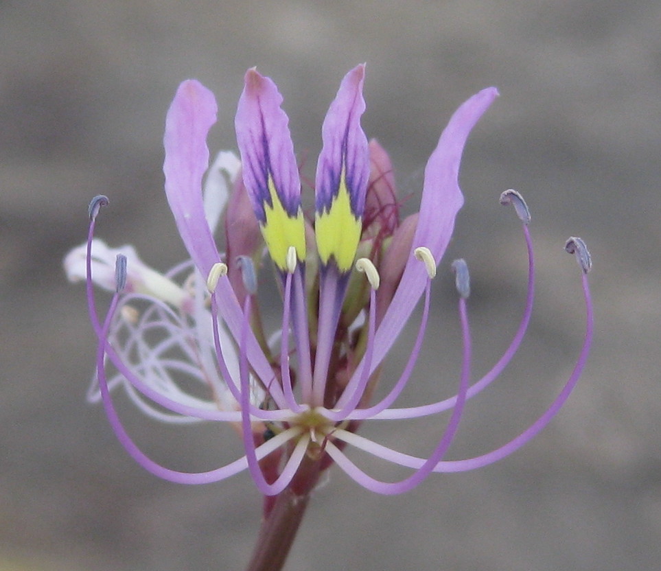 Cleome hirta