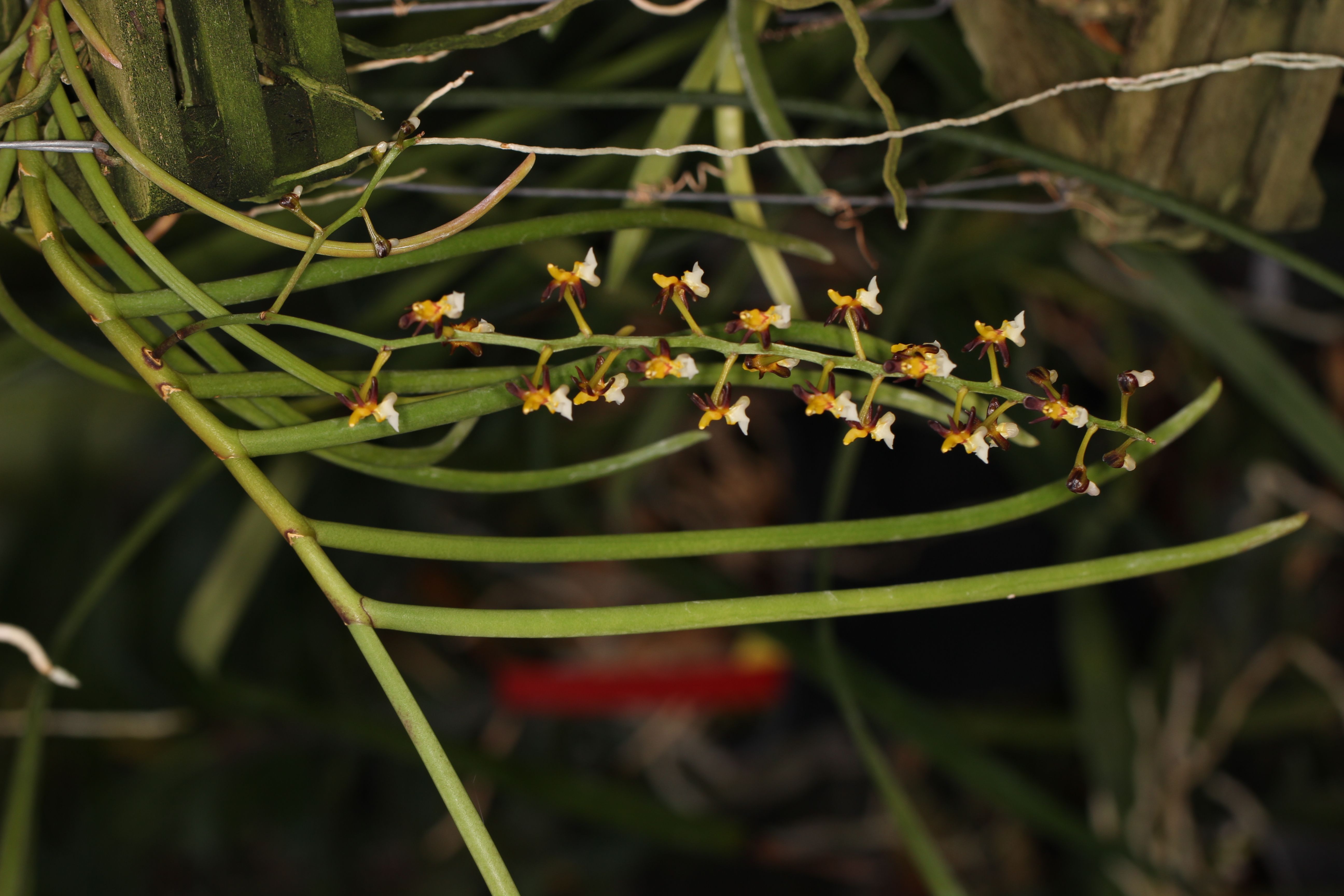 Cleisostoma fuerstenbergianum