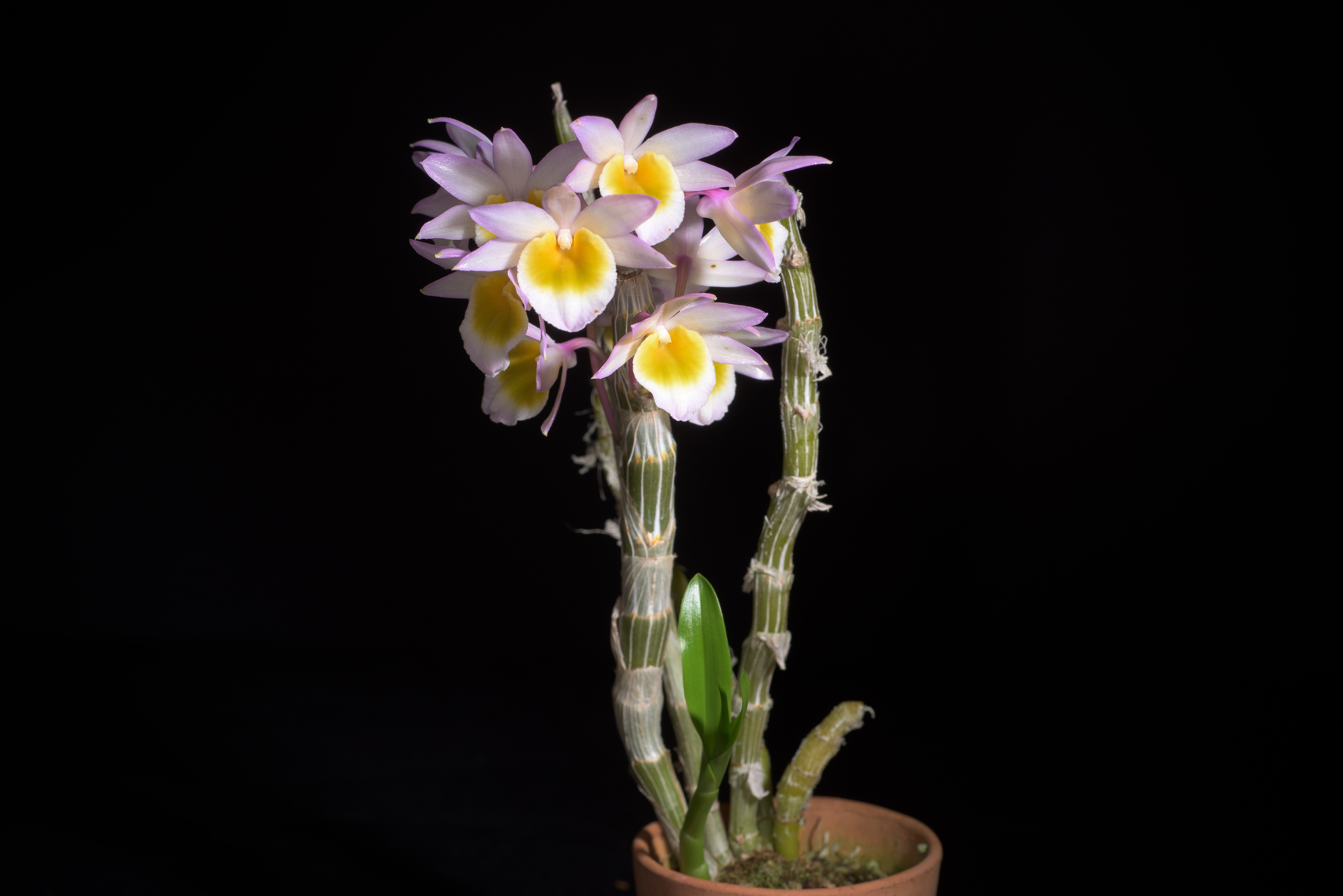 Dendrobium crepidatum