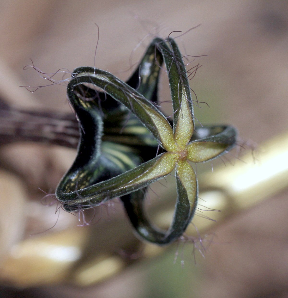 Ceropegia meyeri