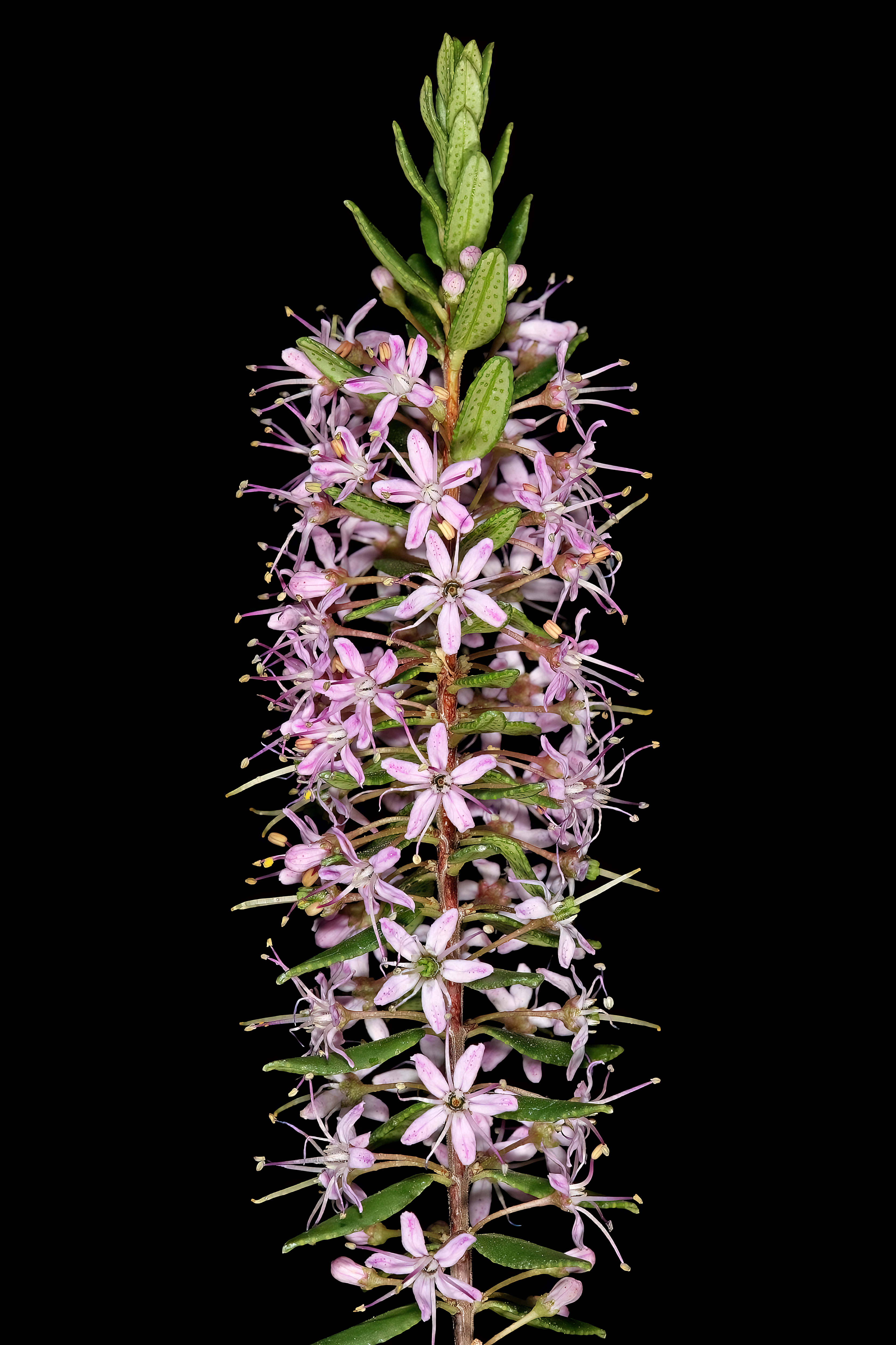 Agathosma ovata