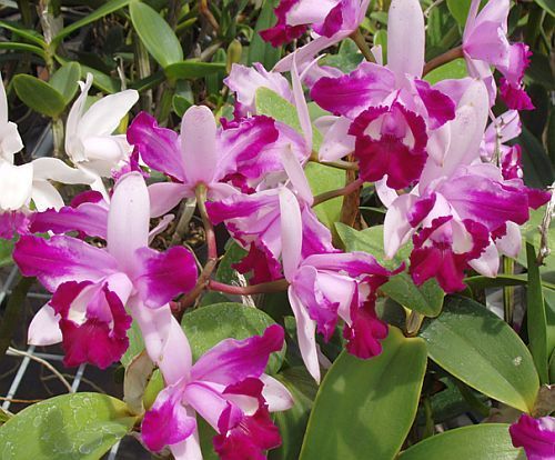 Cattleya intermedia