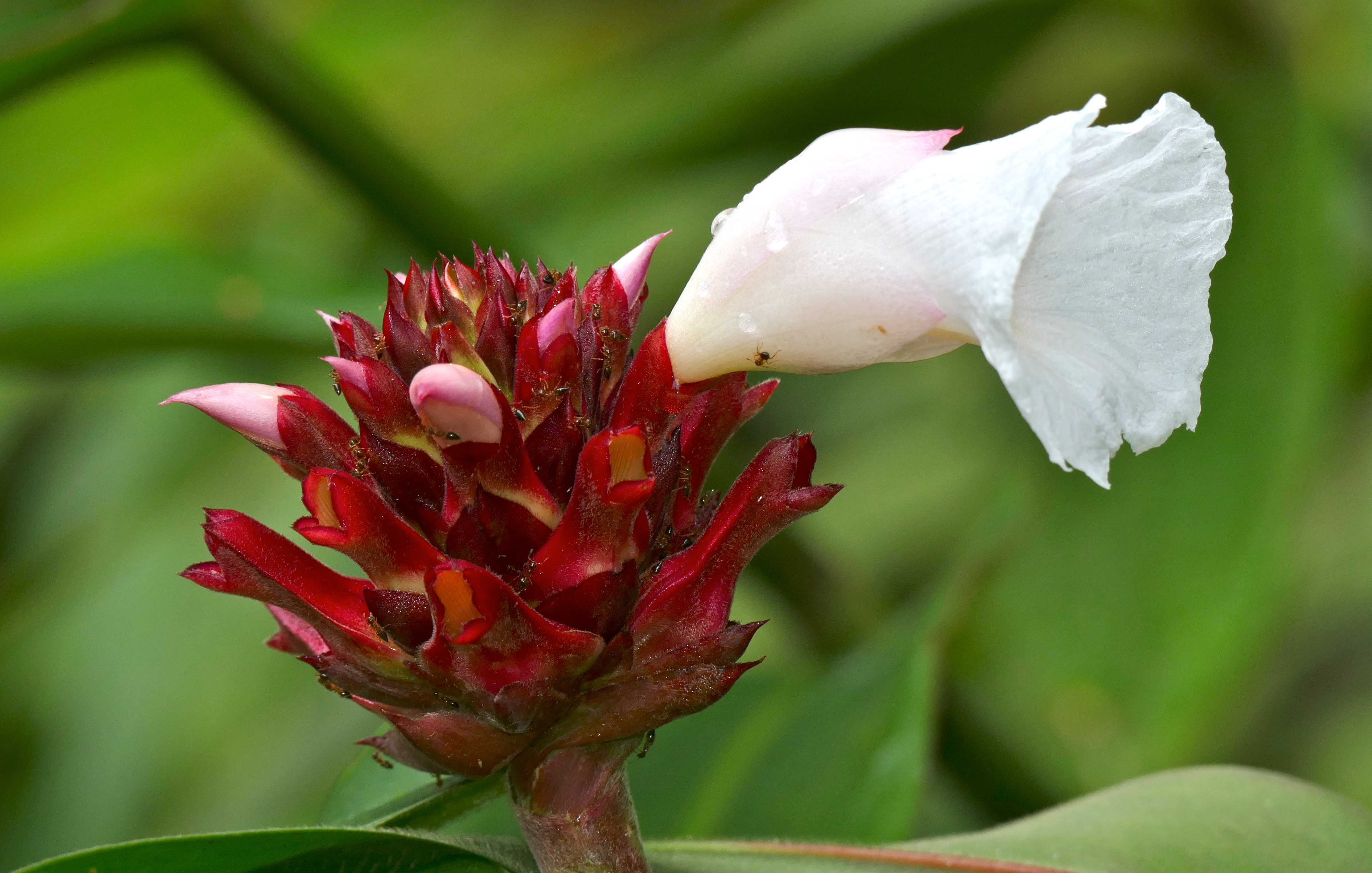 Costus speciosus