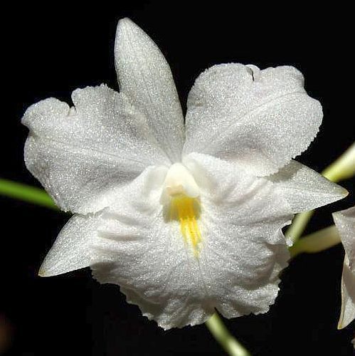 Broughtonia sanguinea var flava