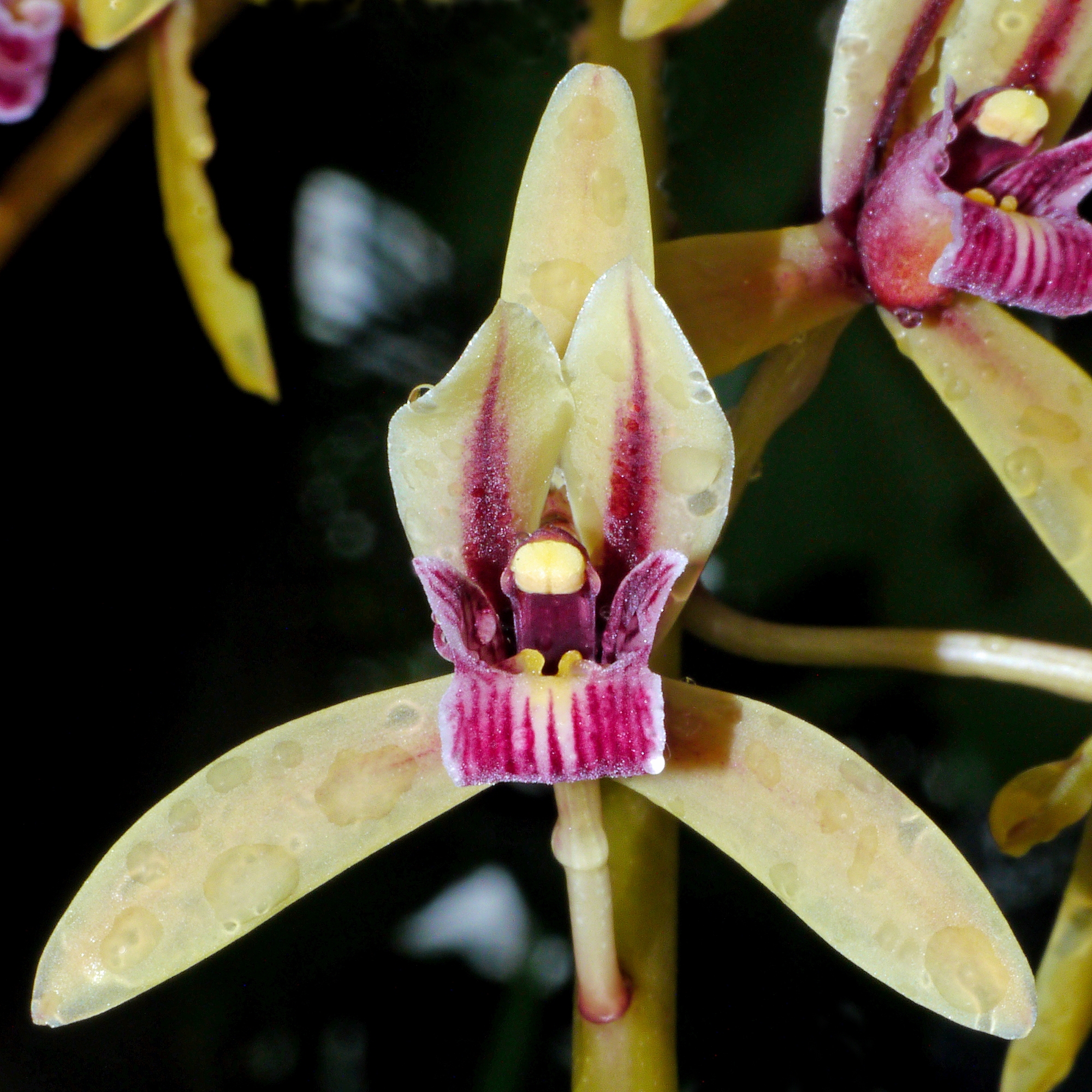 Cymbidium aloifolium