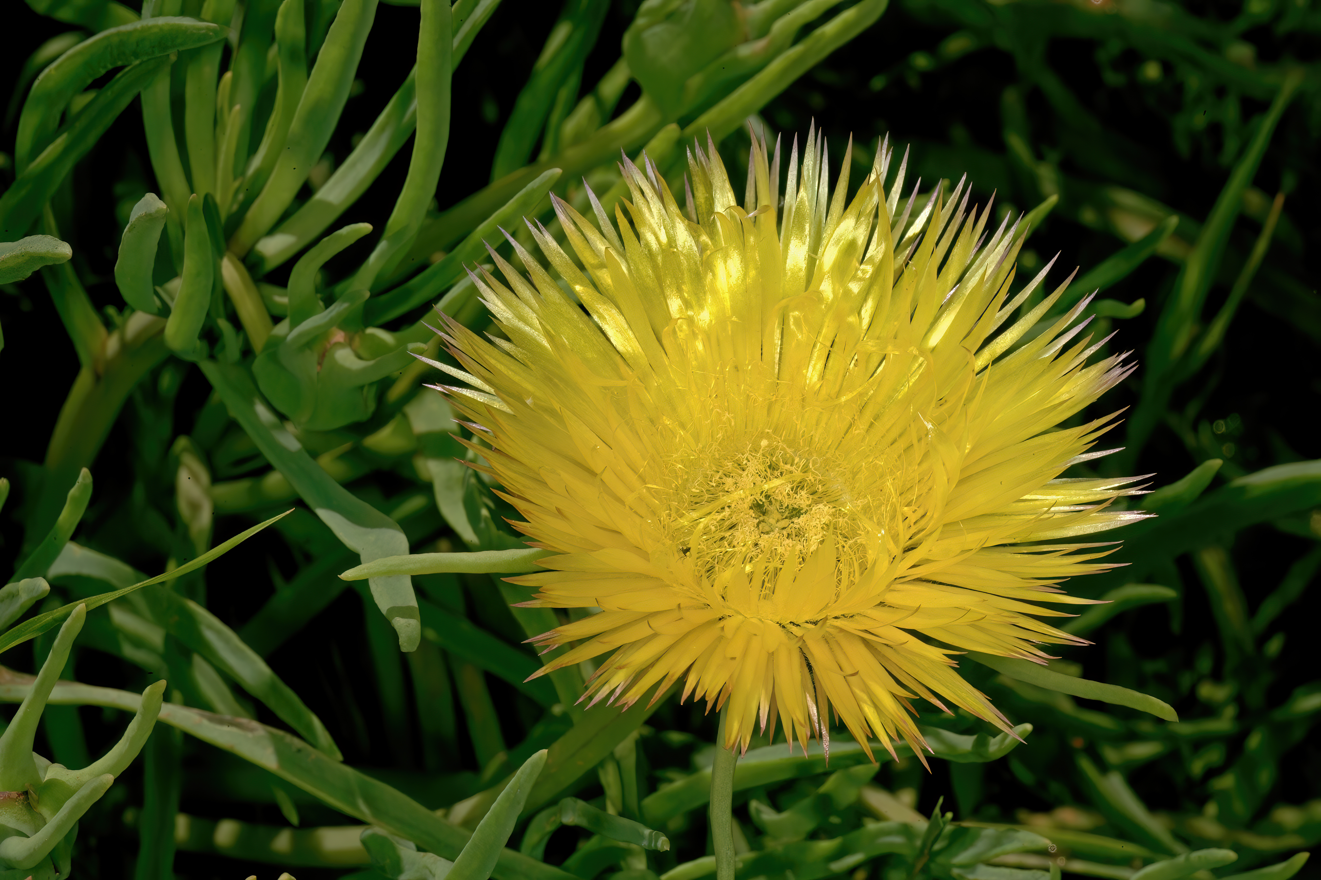Conicosia pugioniformis