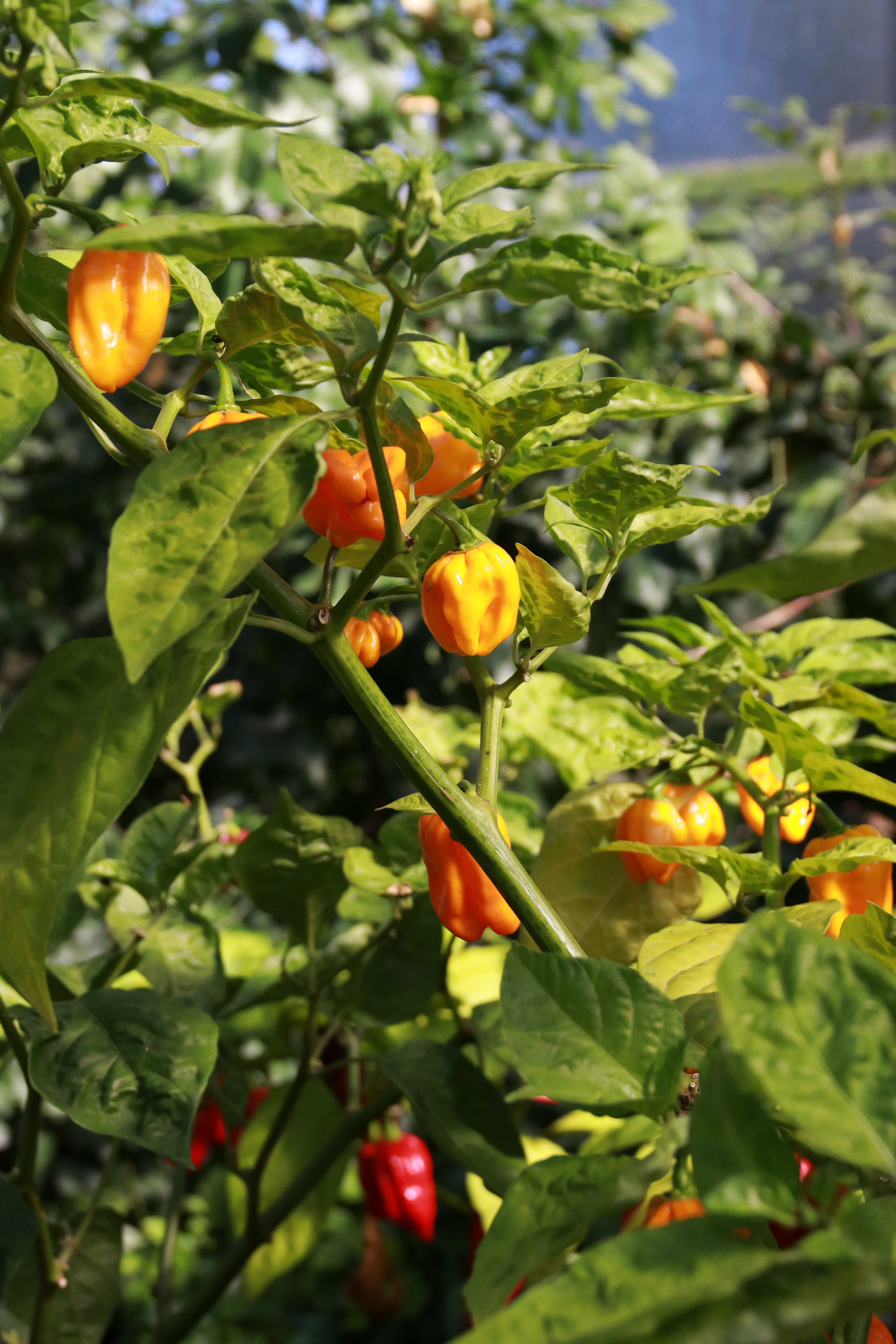 Chili Orange Habanero