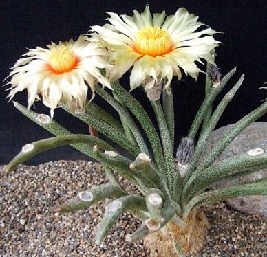 Astrophytum caput medusae