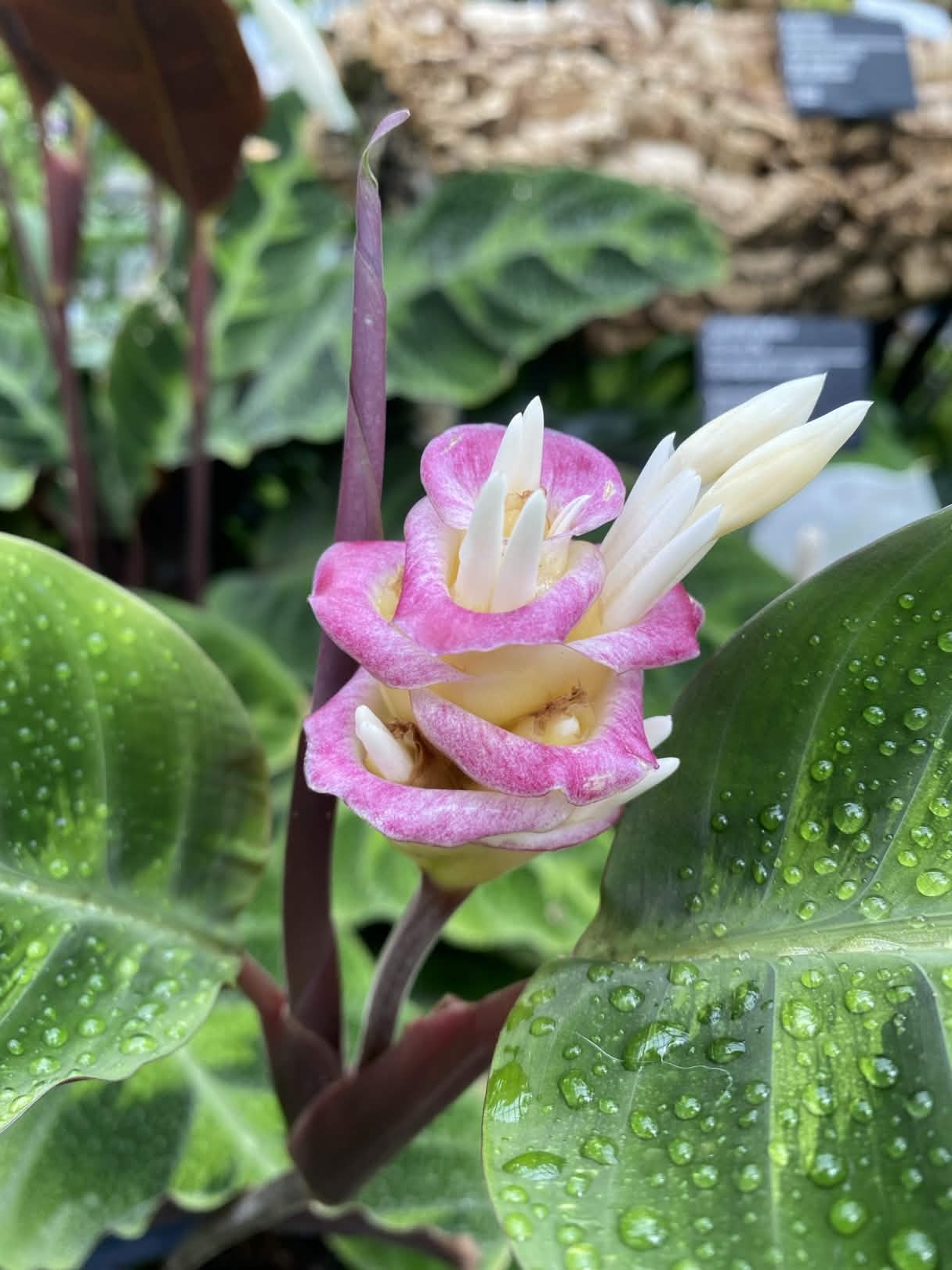 Calathea warscewiczii