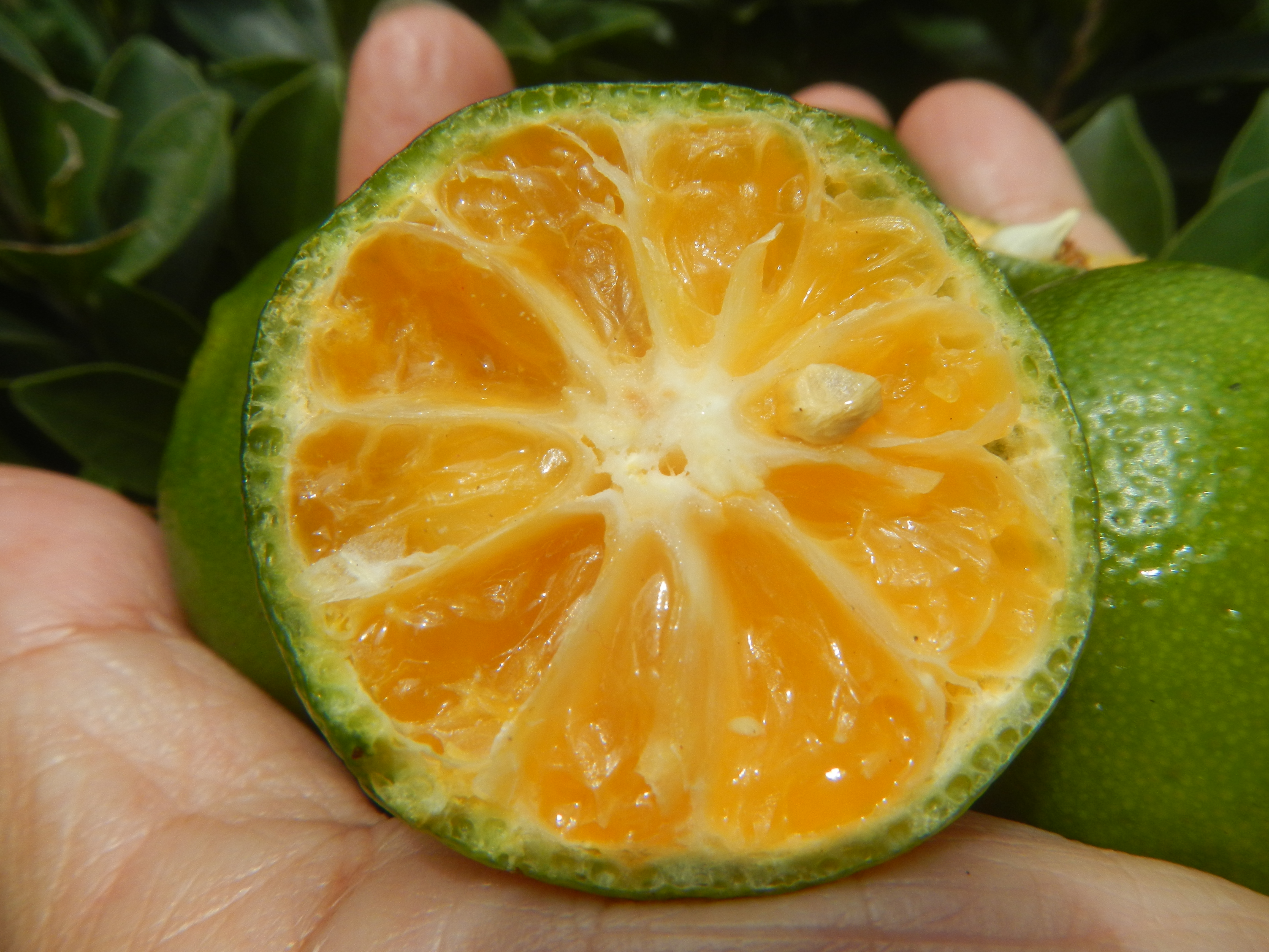Citrus mitis
