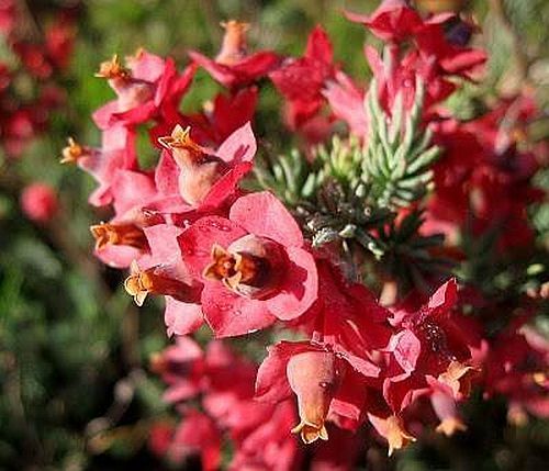 Erica glauca